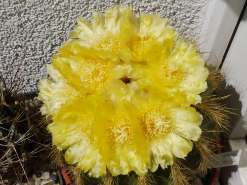 Eriocactus warasii #kaktusy