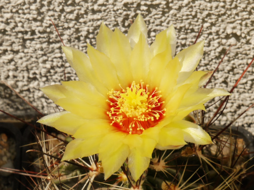 Hamatocactus #kaktusy