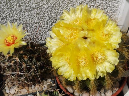 Eriocactus warasii #kaktusy