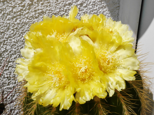 Eriocactus warasii #kaktusy