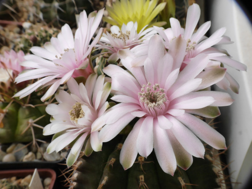 Gymnocalycium damsii #kaktusy