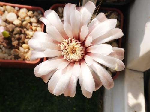 Gymnocalycium papschii #kaktusy