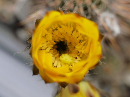 Lobivia aurea v. shaferi #kaktusy