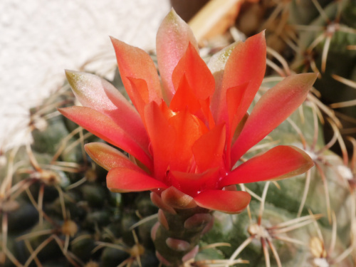 Gymnocalycium baldianum #kaktusy