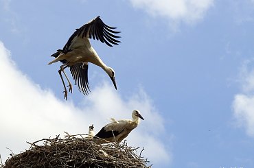 próba latania ... #bociany #Chomiąża #lato #ptaki