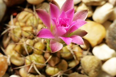 Gymnocalycium damsii v. rotundulum VoS 03-049 #kaktusy