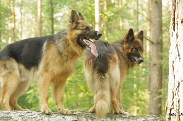 Parys i Tobi #GILDOWiernyDruh #OwczarkiNiemieckie #Parys #PsieZaprzęgi #Tobi