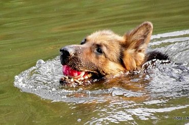 Parys i Tobi #GILDOWiernyDruh #OwczarkiNiemieckie #Parys #PsieZaprzęgi #Tobi