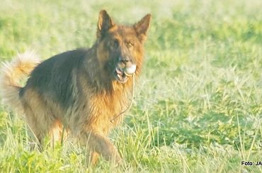 Parys i Tobi #GILDOWiernyDruh #OwczarkiNiemieckie #Parys #PsieZaprzęgi #Tobi