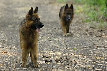 Parys i Tobi #GILDOWiernyDruh #OwczarkiNiemieckie #Parys #PsieZaprzęgi #Tobi