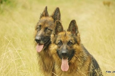 Parys i Tobi #GILDOWiernyDruh #OwczarkiNiemieckie #Parys #PsieZaprzęgi #Tobi