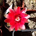 Gymnocalycium