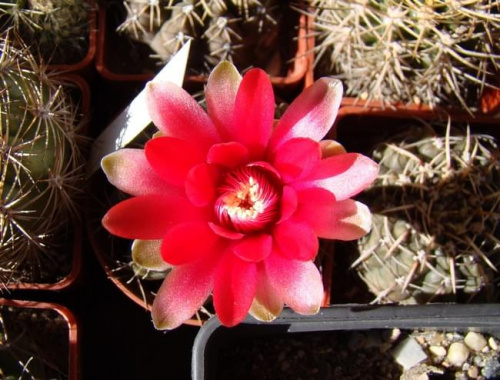 Gymnocalycium