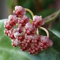 Hoya halophila IML 1116