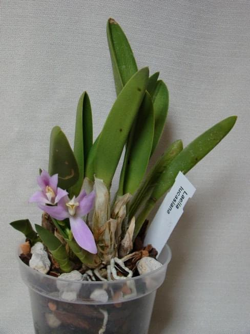 Laelia lucasiana