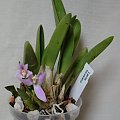 Laelia lucasiana