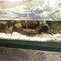 żółw czerwonogłowy