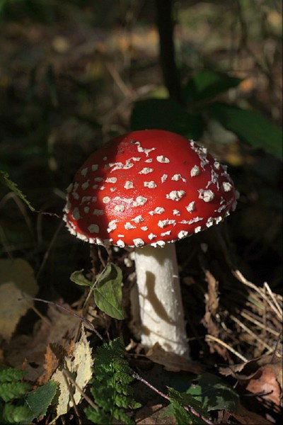 świętokrzyskie