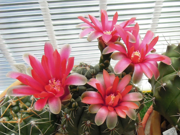 Gymnocalycium baldianum #kaktusy