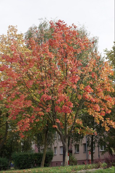 świętokrzyskie